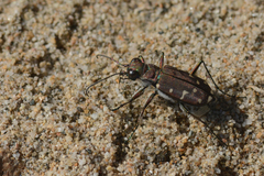 Cicindela oregona