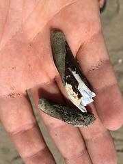 Adula californiensis