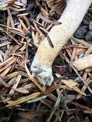 Chroogomphus tomentosus