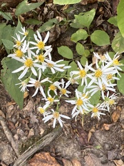 Eurybia divaricata