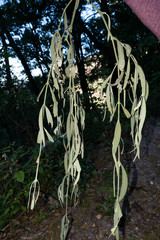 Phoradendron longifolium