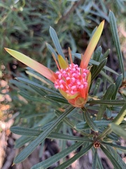 Lambertia formosa