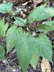 Eurybia divaricata