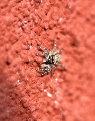 Menemerus bivittatus