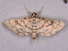 Hileithia rehamalis