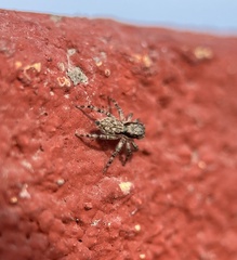 Menemerus bivittatus