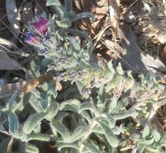 Echium angustifolium