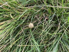 Psilocybe semilanceata