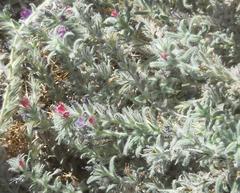 Echium angustifolium