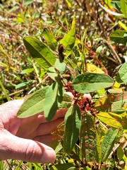 Hypericum walteri