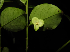 Phyllanthus koghiensis