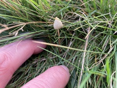 Psilocybe semilanceata