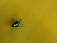 Chrysomya rufifacies