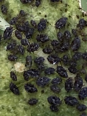 Myzus cerasi