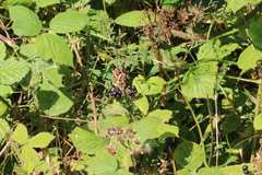 Rubus fruticosus