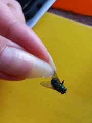 Chrysomya rufifacies