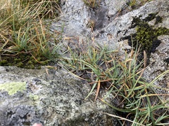 Carex panicea