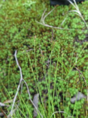 Carex schmidtii