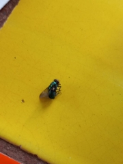 Chrysomya rufifacies