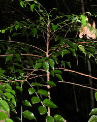 Phyllanthus koghiensis