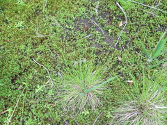 Carex schmidtii