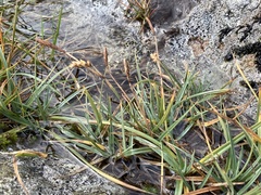Carex panicea