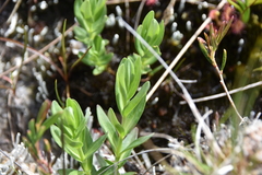 Gentiana sceptrum