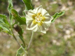 Chamaesaracha sordida