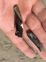 Adula californiensis