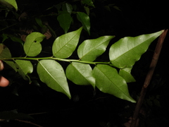 Phyllanthus koghiensis