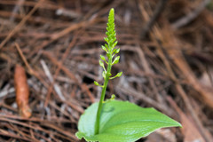 Malaxis maianthemifolia