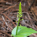 Malaxis maianthemifolia - Photo (c) Heriberto Ávila-González, some rights reserved (CC BY-NC), uploaded by Heriberto Ávila-González