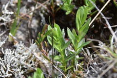 Gentiana sceptrum