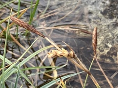 Carex panicea