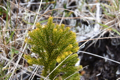 Dendrolycopodium dendroideum