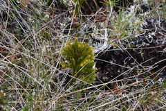 Dendrolycopodium dendroideum