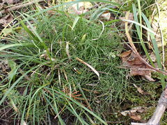 Equisetum scirpoides