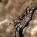 Flat Rock Crab - Photo (c) Patrick Randall, some rights reserved (CC BY-NC-SA)