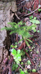 Araucaria heterophylla