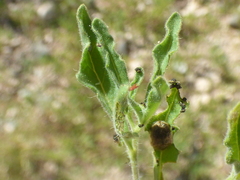 Chamaesaracha sordida