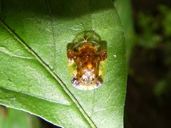 Helocassis testudinaria