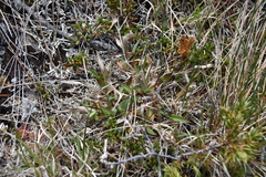 Dichanthelium acuminatum