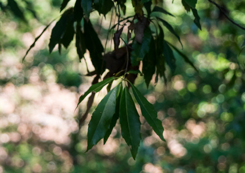 Quercus grahamii