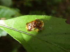 Helocassis testudinaria