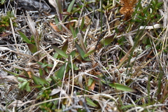 Dichanthelium acuminatum