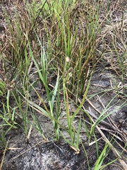 Bolboschoenus maritimus