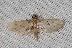 Sufetula hemiophthalma