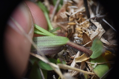 Dichanthelium acuminatum