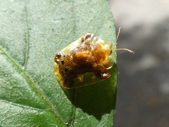 Helocassis testudinaria