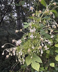 Clerodendrum indicum